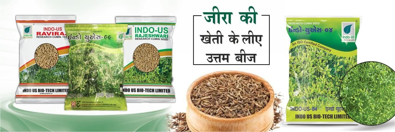 cumin