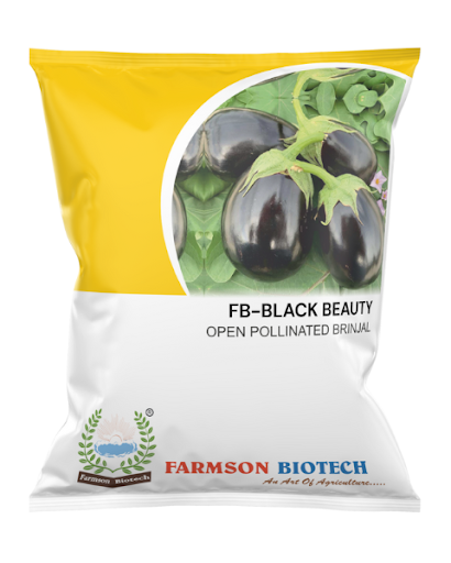 FB-BLACK BEAUTY (OPV) BRINJAL (EGGPLANT) SEEDS -50 GM