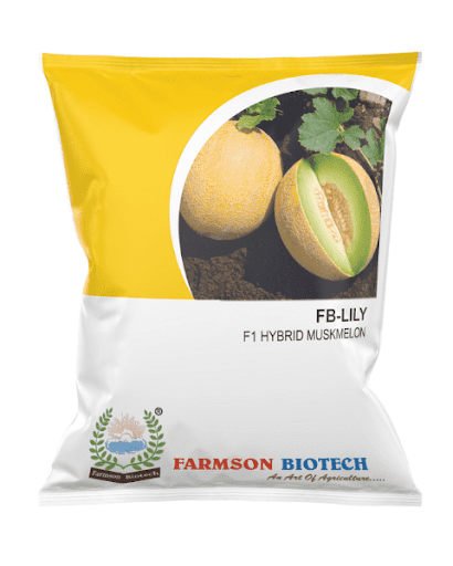 FB- LILY F1 HYBRID MUSKMELON SEEDS -25 GM
