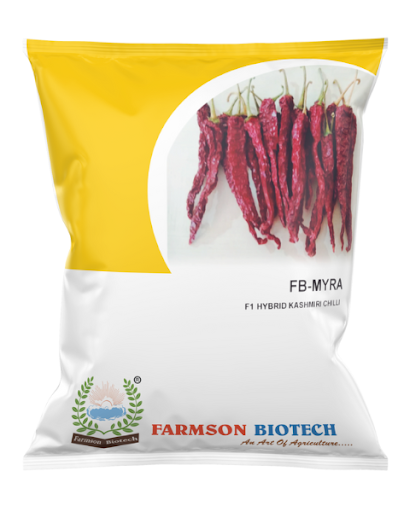 FB-MYRA (KASHMIRI CHILI) F1 HY. CHILI SEEDS-10 GM