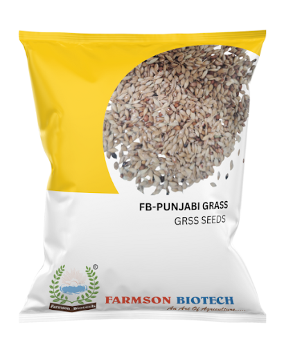 FB-PUNJABI GRASS SEEDS -500 GM